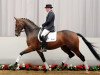 dressage horse Status Man (Rhinelander, 2008, from Status Quo)