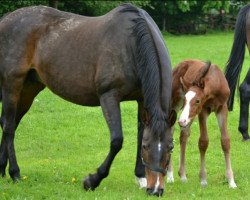 broodmare Helena (Oldenburg, 1999, from Athlet Z)