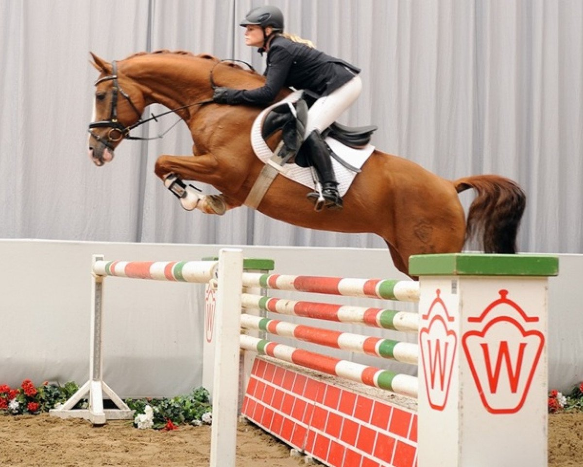 Springpferd Little Lady Lu (Westfale, 2007, von Ludwigs As)