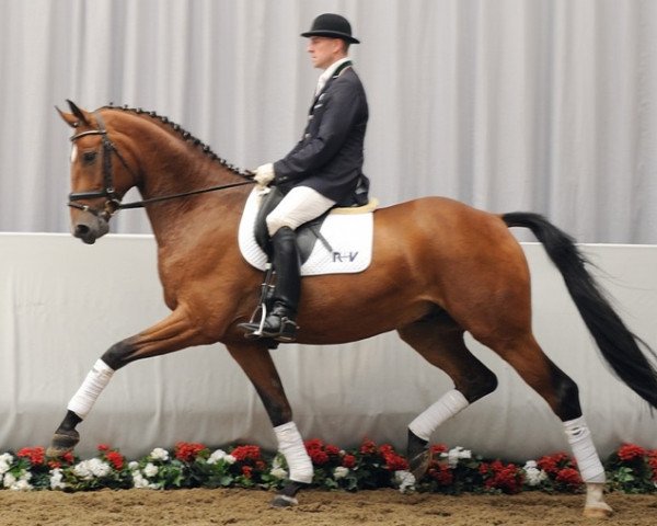 dressage horse Saragossa (Westphalian, 2007, from Sir Donnerhall I)
