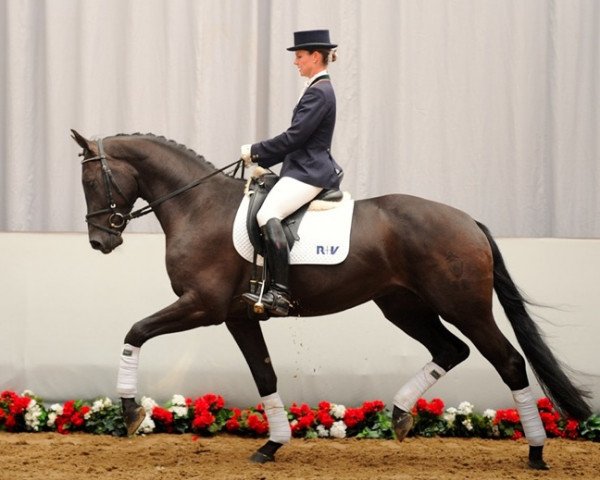 dressage horse Ravel (Westphalian, 2008, from Riccio)