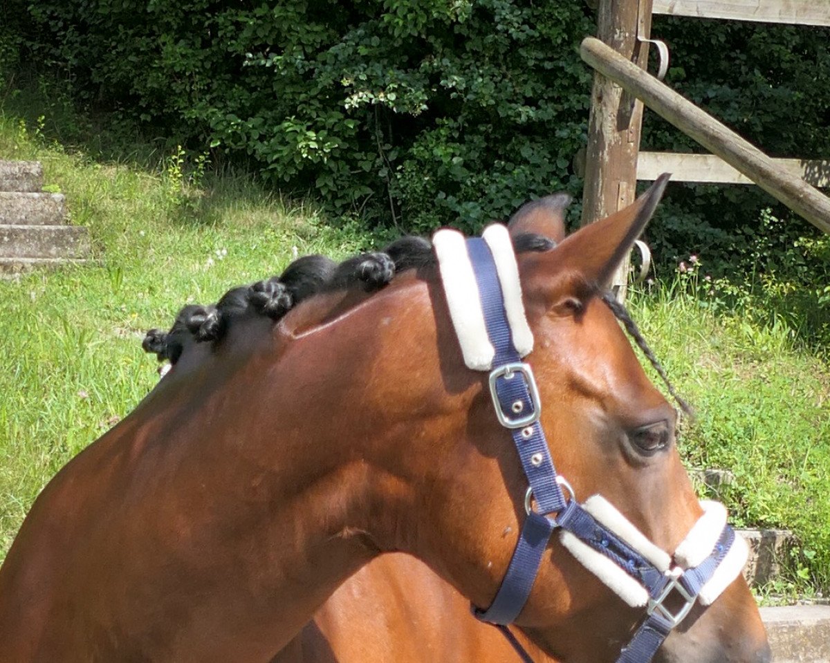 Dressurpferd Chealsy (Deutsches Reitpony, 2004, von Partner)
