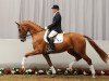 dressage horse Sonderklasse (Westphalian, 2008, from Scolari)