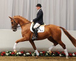 dressage horse Sonderklasse (Westphalian, 2008, from Scolari)