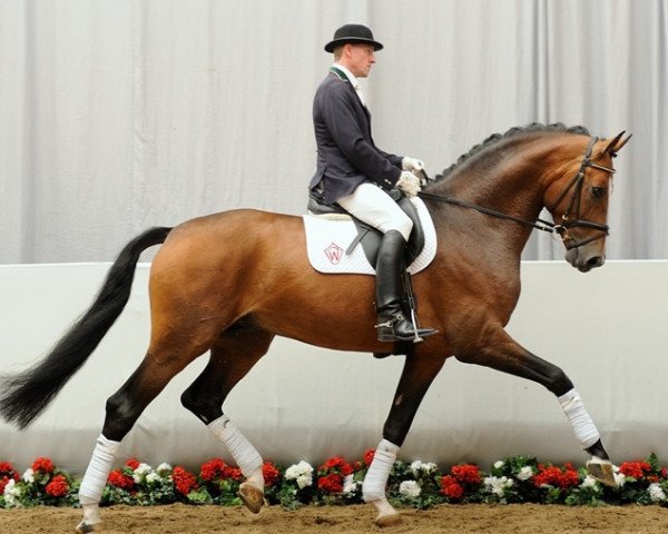 dressage horse Sir Eaton (Westphalian, 2006, from Sir Donnerhall I)