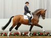 dressage horse Sir Eaton (Westphalian, 2006, from Sir Donnerhall I)