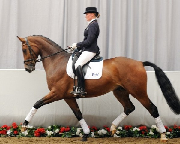 dressage horse Rock my Life (Westphalian, 2008, from Rock Forever NRW)