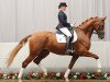 dressage horse Rimband (Westphalian, 2005, from Riccio)