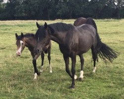 broodmare Bonny M (German Riding Pony, 2000, from Mozart)