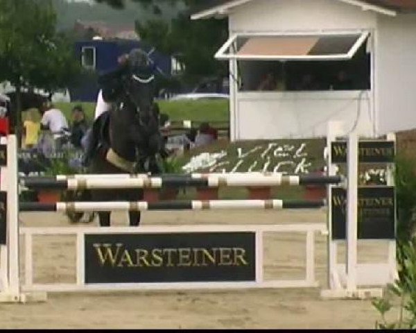 horse Wera 50 (Belgian Warmblood, 1999, from Darco)