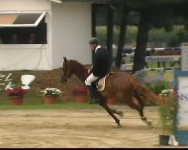 Pferd Finch (Deutsches Reitpony, 1968, von Feuerstahl)