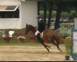 horse Finch (German Riding Pony, 1968, from Feuerstahl)