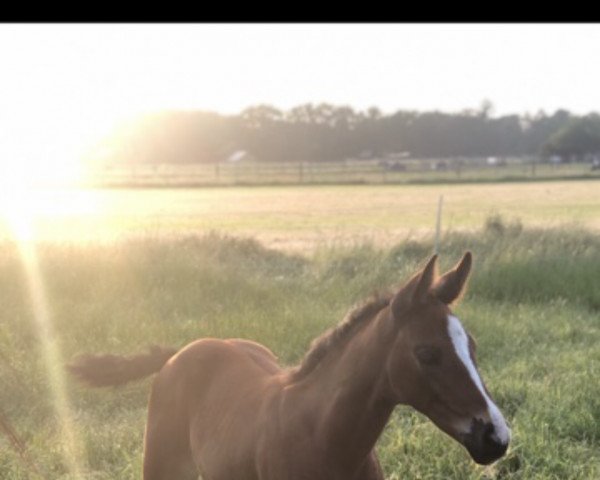 dressage horse Atlanta (Oldenburg, 2021, from Taurus)