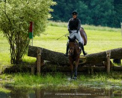 eventing horse Pocket Rocket 4 (Trakehner, 2017, from Sky Walker)