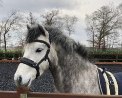 jumper Del Negro (German Riding Pony, 2018, from Del Piero 25)