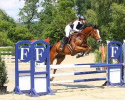 Springpferd Ibrahim Ter Maaigem (Belgisches Warmblut, 2008, von Kashmir van't Schuttershof)