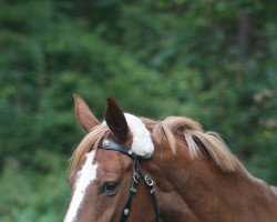 broodmare Dana (Hanoverian, 2002, from De Niro)