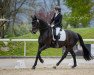 dressage horse Nemo Xliv (Oldenburg, 2014, from Negro)