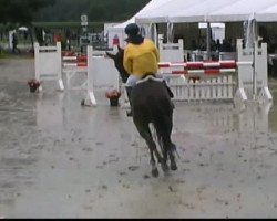 jumper Canada (Oldenburg show jumper, 2005, from Capitalist)