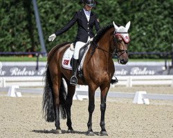 dressage horse Prometido JJ (Spanish Sport Horse, 2007)