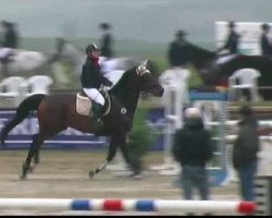 jumper Spark of hope (Westphalian, 2003, from Show Star)