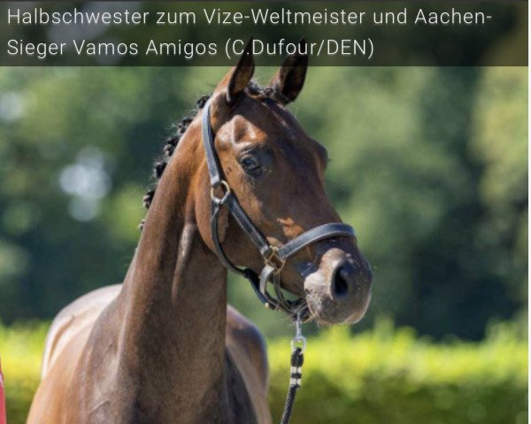 dressage horse Florita Amigas XR (Oldenburg, 2020, from Filou 2146)