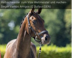 dressage horse Florita Amigas XR (Oldenburg, 2020, from Filou 2146)