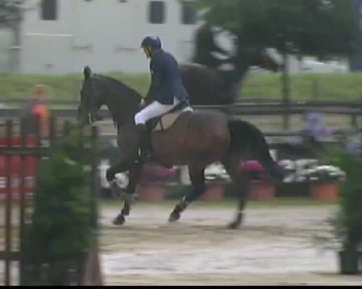 jumper Højrupgaards Locomotion (Danish Warmblood, 2002, from Aston)