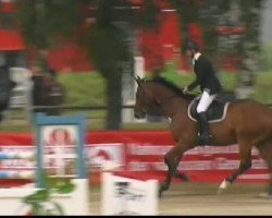 Springpferd Cooper 79 (Oldenburger, 2004, von Cordalme Z)