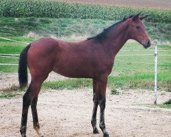 dressage horse Sonnenschein (Bavarian, 2021, from DSP VA Bene)