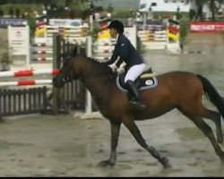 broodmare Cara 87 (Oldenburg, 2000, from Clintino)