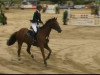 jumper Pitu 35 (Hanoverian, 2003, from DE 331310000001)