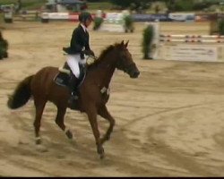 jumper Pitu 35 (Hanoverian, 2003, from DE 331310000001)