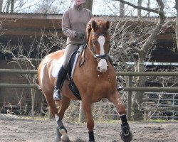 dressage horse Weghofer's Famagusta (Hanoverian, 2004, from Falsterbo)