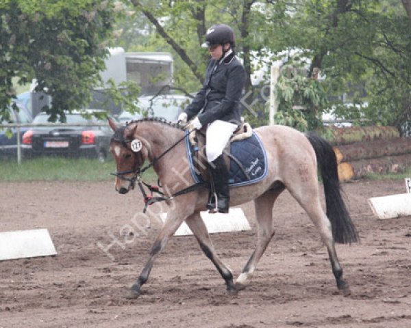 horse Stardust Gary (German Riding Pony, 2004, from Goldjunge)