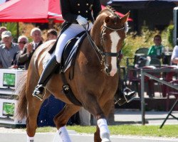 dressage horse Dali 14 (Westphalian, 1996, from Davignon I)