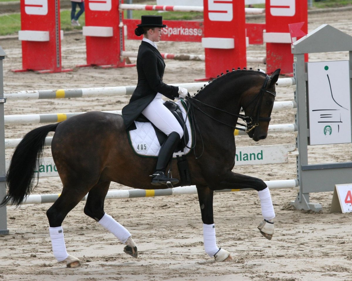 dressage horse Little Diamond 11 (Westphalian, 2000, from Laurentianer)