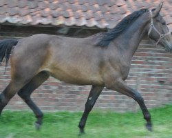 dressage horse Franz-Ferdinand 5 (Westphalian, 2009, from Fleury)