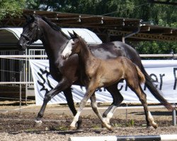 broodmare Salva Venia (Trakehner, 1997, from Kostolany)