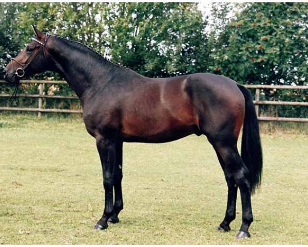 stallion Herzkristall (Trakehner, 1997, from Goldino)