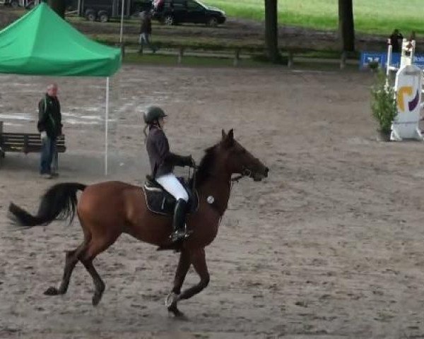 jumper Atlantic Ocean 2 (German Sport Horse, 2003, from Askanier)