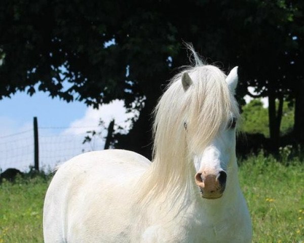 Deckhengst Lacy Brigadier (Welsh Mountain Pony (Sek.A), 1999, von Lacy Justyn)