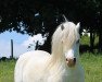 stallion Lacy Brigadier (Welsh mountain pony (SEK.A), 1999, from Lacy Justyn)