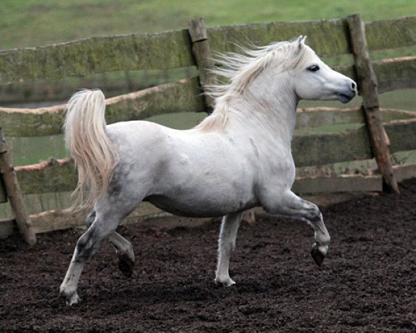 stallion Lacy Jaffa (Welsh mountain pony (SEK.A), 2007, from Lacy Justyn)