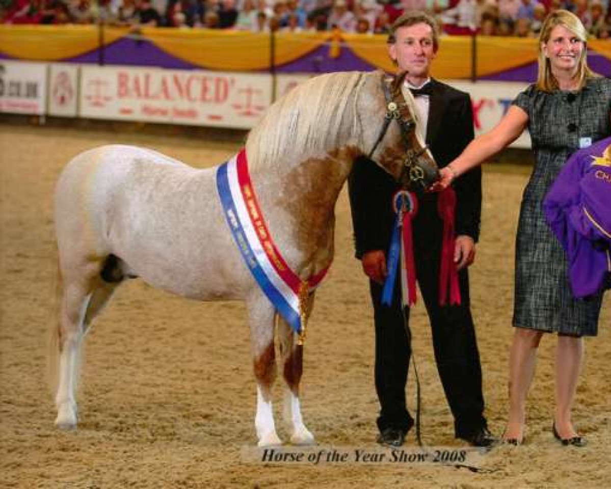 stallion Pinewell Bucks Fizz (Welsh mountain pony (SEK.A), 2001, from Blackhill Picalo)
