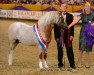 Deckhengst Pinewell Bucks Fizz (Welsh Mountain Pony (Sek.A), 2001, von Blackhill Picalo)