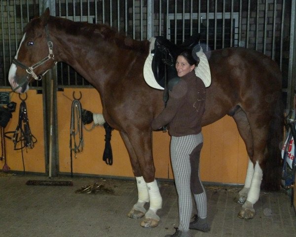 Springpferd Good Will Jumping (Hannoveraner, 2001, von Graf Top)