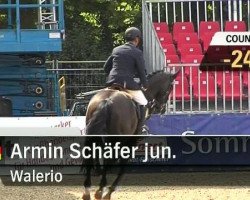 jumper Walerio 5 (Hanoverian, 2001, from Wolkentanz I)