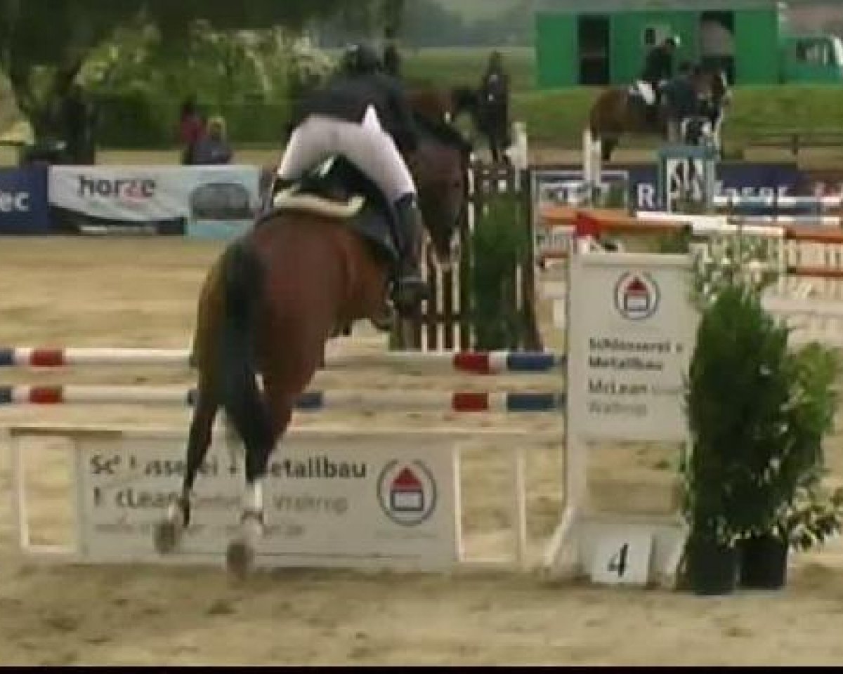 jumper Löwenzahn D (Westphalian, 2002, from Lique de Bryere)