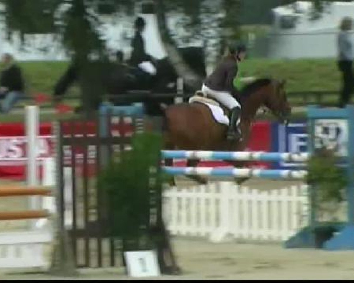 Springpferd Contro (Holsteiner, 2001, von Candillo Z)